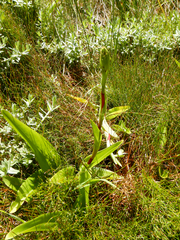 Satyrium ligulatum