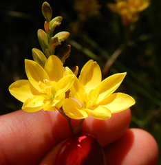 Ixia odorata