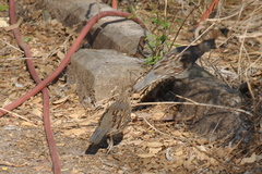 Callipepla douglasii