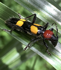 Cerambycidae