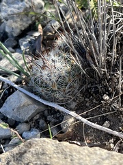 Escobaria emskoetteriana