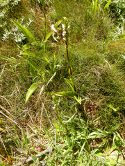 Satyrium ligulatum