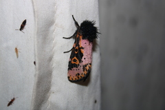 Xanthopastis regnatrix