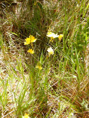 Ixia odorata