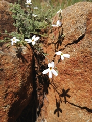 Jamesbrittenia tysonii