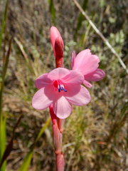 Watsonia
