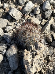 Escobaria emskoetteriana