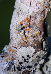 Haematomma persoonii