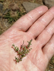 Jamesbrittenia tysonii