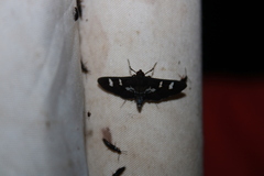 Desmia deploralis