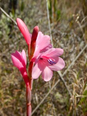 Watsonia