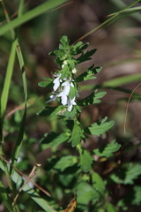 Teucrium cubense