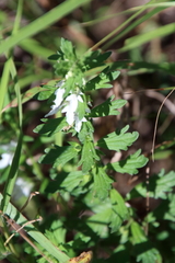 Teucrium cubense