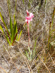 Watsonia