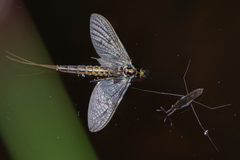 Gerris lacustris