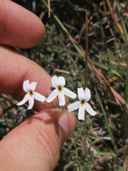 Jamesbrittenia tysonii