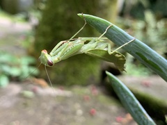 Schizomantodea