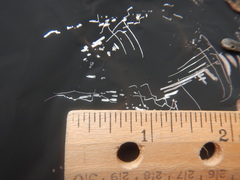 Poecile atricapillus