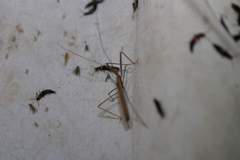 Doldina interjungens