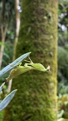 Schizomantodea