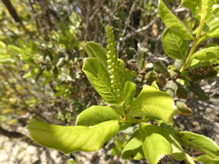 Escallonia pulverulenta