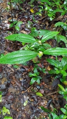 Miconia conglomerata