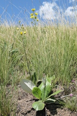 Berkheya setifera