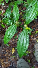 Miconia conglomerata