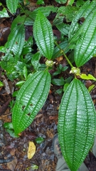 Miconia conglomerata