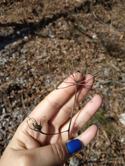 Physospermum cornubiense