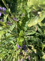 Verbena hastata