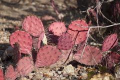 Opuntia azurea