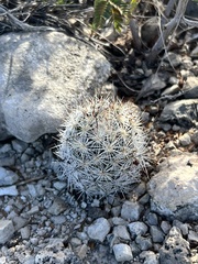 Escobaria emskoetteriana