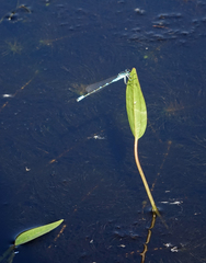 Coenagrion lunulatum