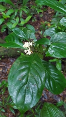 Psychotria cupularis