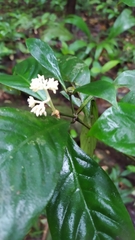 Psychotria cupularis
