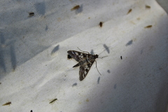 Epipagis forsythae