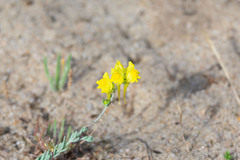 Linaria polygalifolia