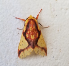 Symphlebia