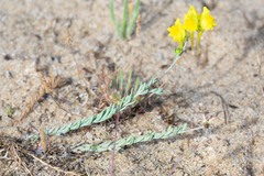 Linaria polygalifolia