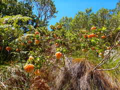 Liparia splendens splendens