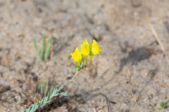Linaria polygalifolia