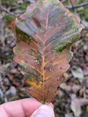 Neuroterus quercusverrucarum