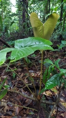 Anthurium sagittatum