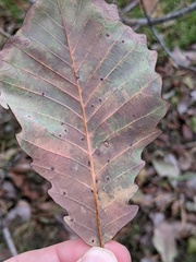 Neuroterus quercusverrucarum