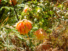 Liparia splendens splendens