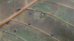 Neuroterus quercusverrucarum