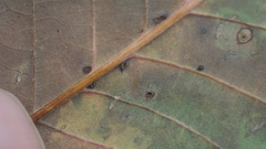 Neuroterus quercusverrucarum