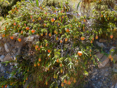 Liparia splendens splendens