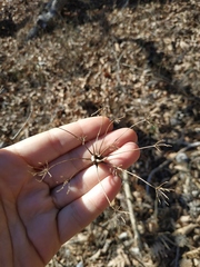 Physospermum cornubiense